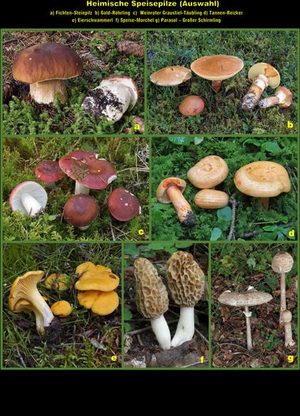 Fototafel Speisepilze